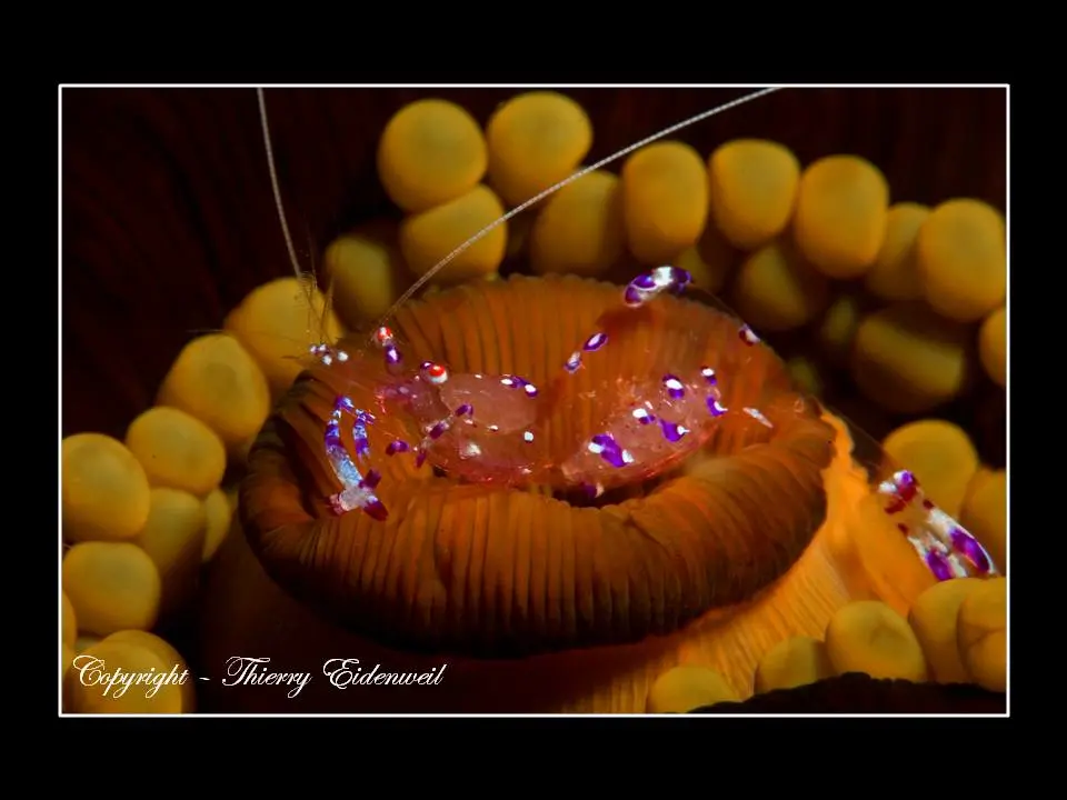 Anilao Macro Dive Media Highlight